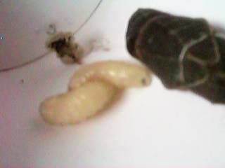 ���ɂ傤�ɂ�