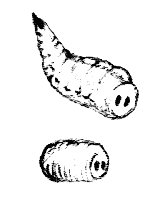 �񐶎��̏ё�