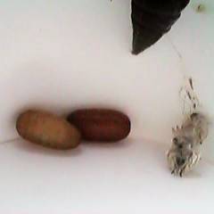 �����̂�������匒��ł�