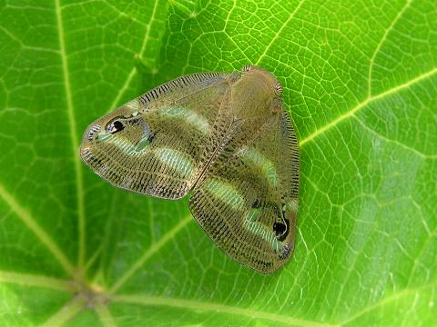 �x�b�R�E�n�S����