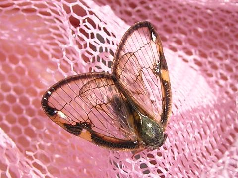 �X�P�o�n�S����