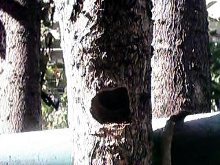 �N�}�o�`�̑�