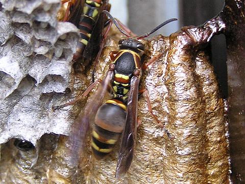 �R�A�V�i�K�o�`�H