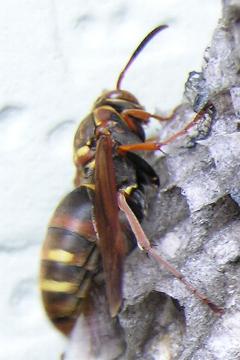 �R�A�V�i�K�o�`