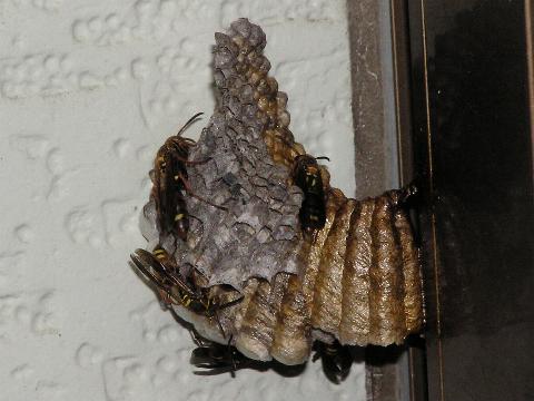 �R�A�V�i�K�o�`�����������