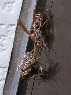 �܂�����Ă�c