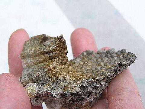 �R�A�V�i�K�o�`�̑�