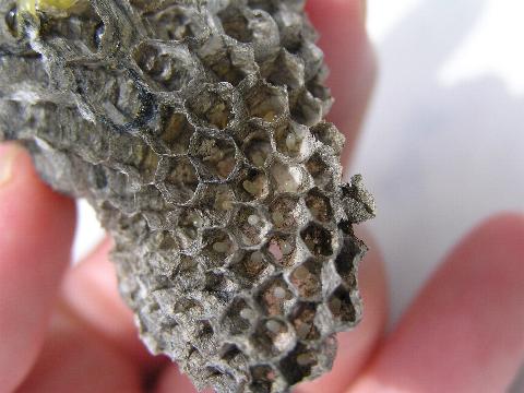 ���̕���