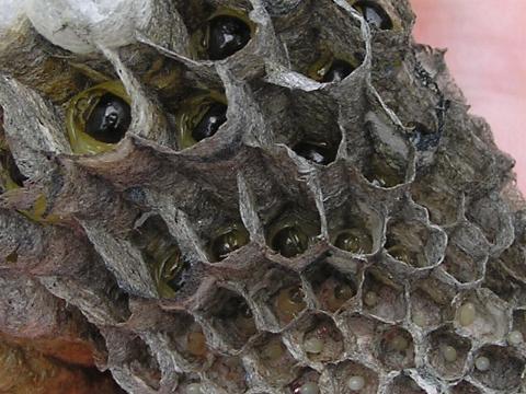 ���̕���