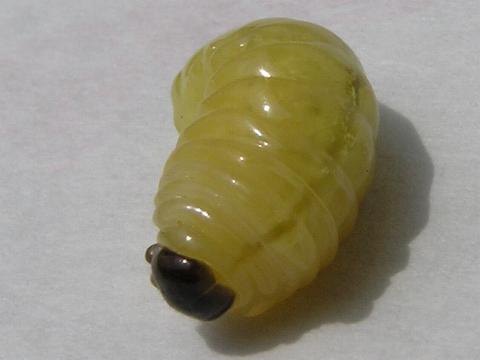 匉����O�̗c��