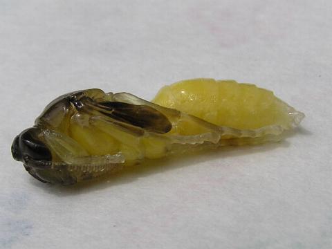 �R�A�V�i�K�o�`���