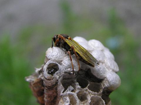 ���n�R�A�V�i�K�o�`