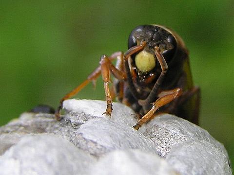 �H������̃R�A�V�i�K�o�`�̊�