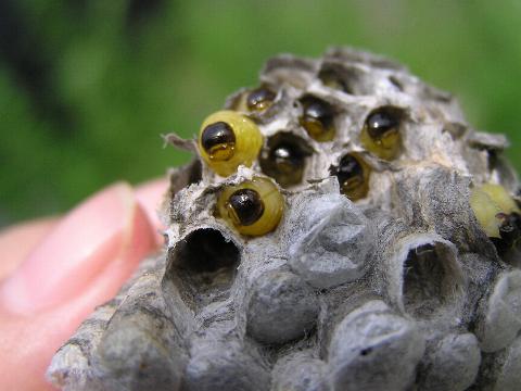 �R�A�V�i�K�o�`�̑����󂵂Ă݂�