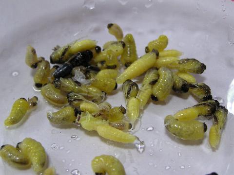 ��������o�����c�����