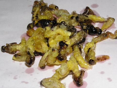 �����ʐ^���s�������ł��܂�