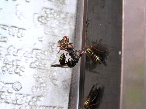 �����ĊJ�H