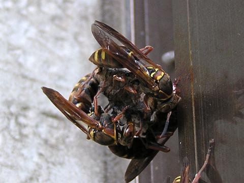 �����ĊJ�H