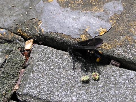 ����������Ȃ���c