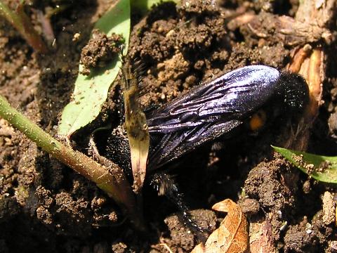 �y�ɂ����낤�Ƃ���n�`