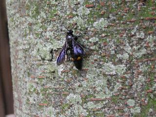 �^�����ȃn�`