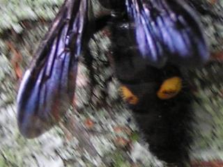 ���̕��ɂ̓I�����W�F�Ɍ���ڂ��c