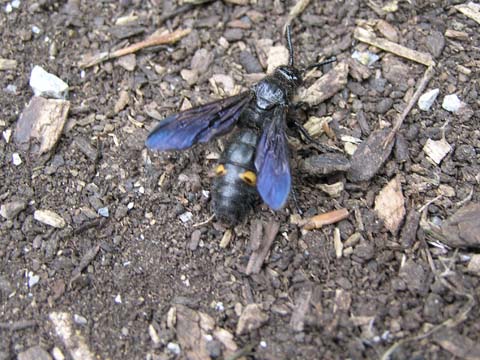 ���Ƀl�R�̖�