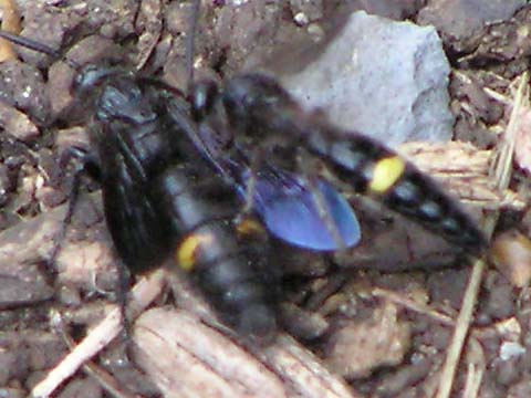 �I�X�ƃc�[�V���b�g��