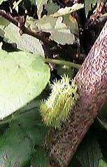 �����炢�̃C�����V