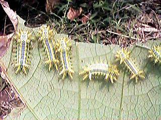 ����ł��H��