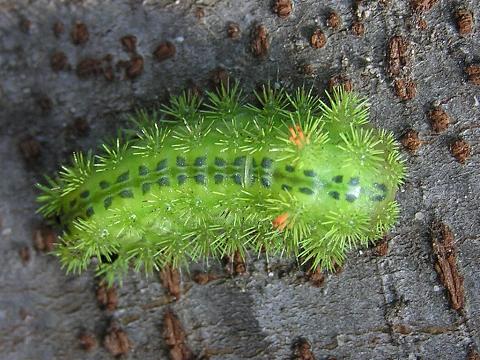 匂ɂȂ�Ȃ��Ⴂ���Ȃ��́A�Z������