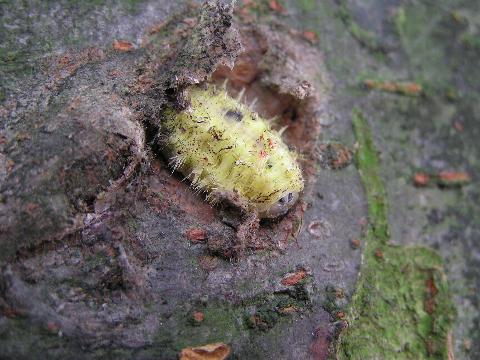 ����܁A�A�I�C���K�̗c�����H