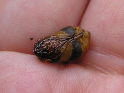 ���Ԃ��Ă݂܂���