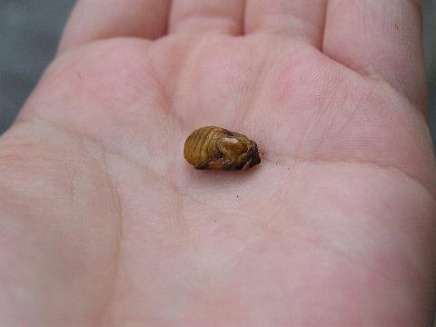 匁i���Ȃ��j���c