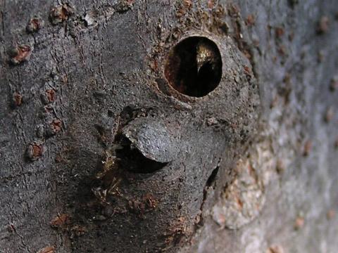 �Ǝ�͏o�Ă���������炵��