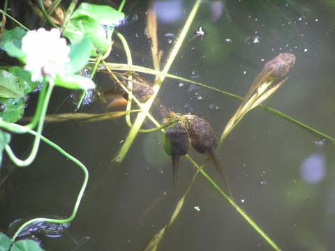 �I�^�}�W���N�V