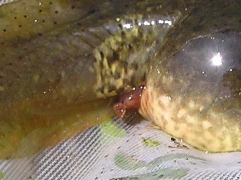 ���������Ă���