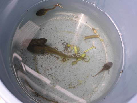 �A��ċA�邱�Ƃɂ���