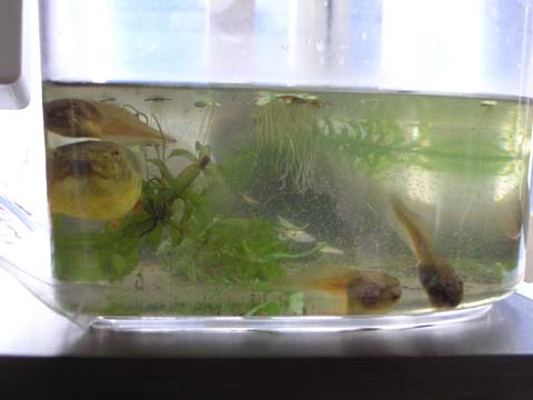 ���уI�^�}�Ɠ���