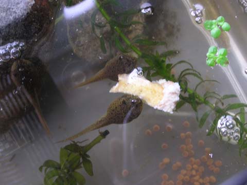 ���уI�^�}�Ƌʎq�Ă�