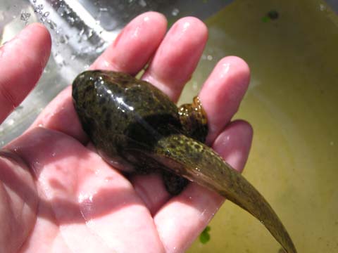 ����������ƃJ�G��