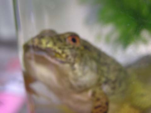 ������J�G����