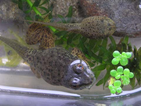 �I�^�}�W���N�V�ƃc�[�V���b�g��