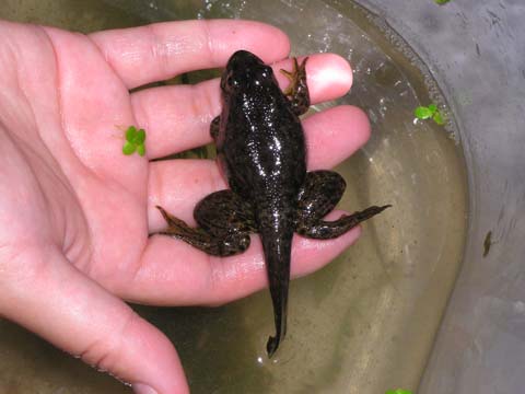 �ǂ�ǂ�K�����Z���Ȃ�