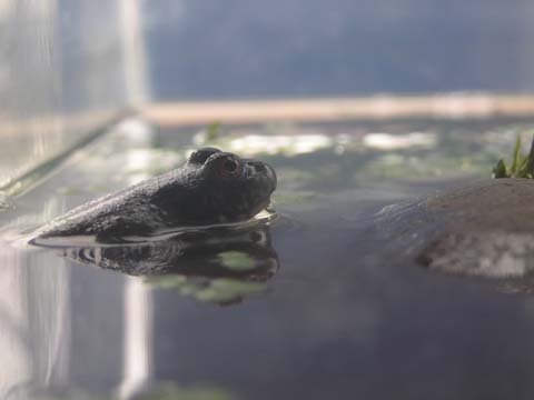 �̂̕ω��������Ƒ҂�