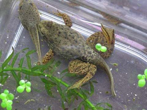 �I�^�}�W���N�V�ƃc�[�V���b�g��