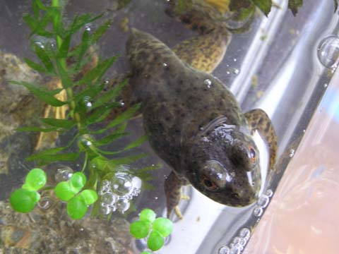 �ǂ�ǂ�K�����Ȃ��Ȃ��Ă���