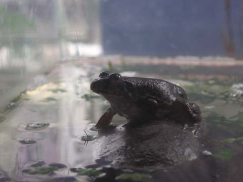 ���ɏオ����