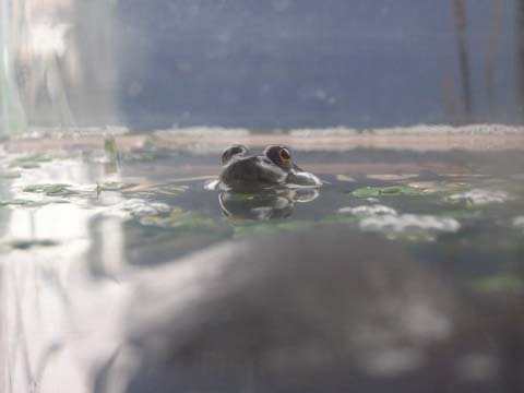 ���̍��܂΂���������悤�ɂȂ�