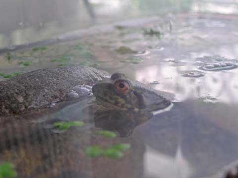 ����̓J�G������